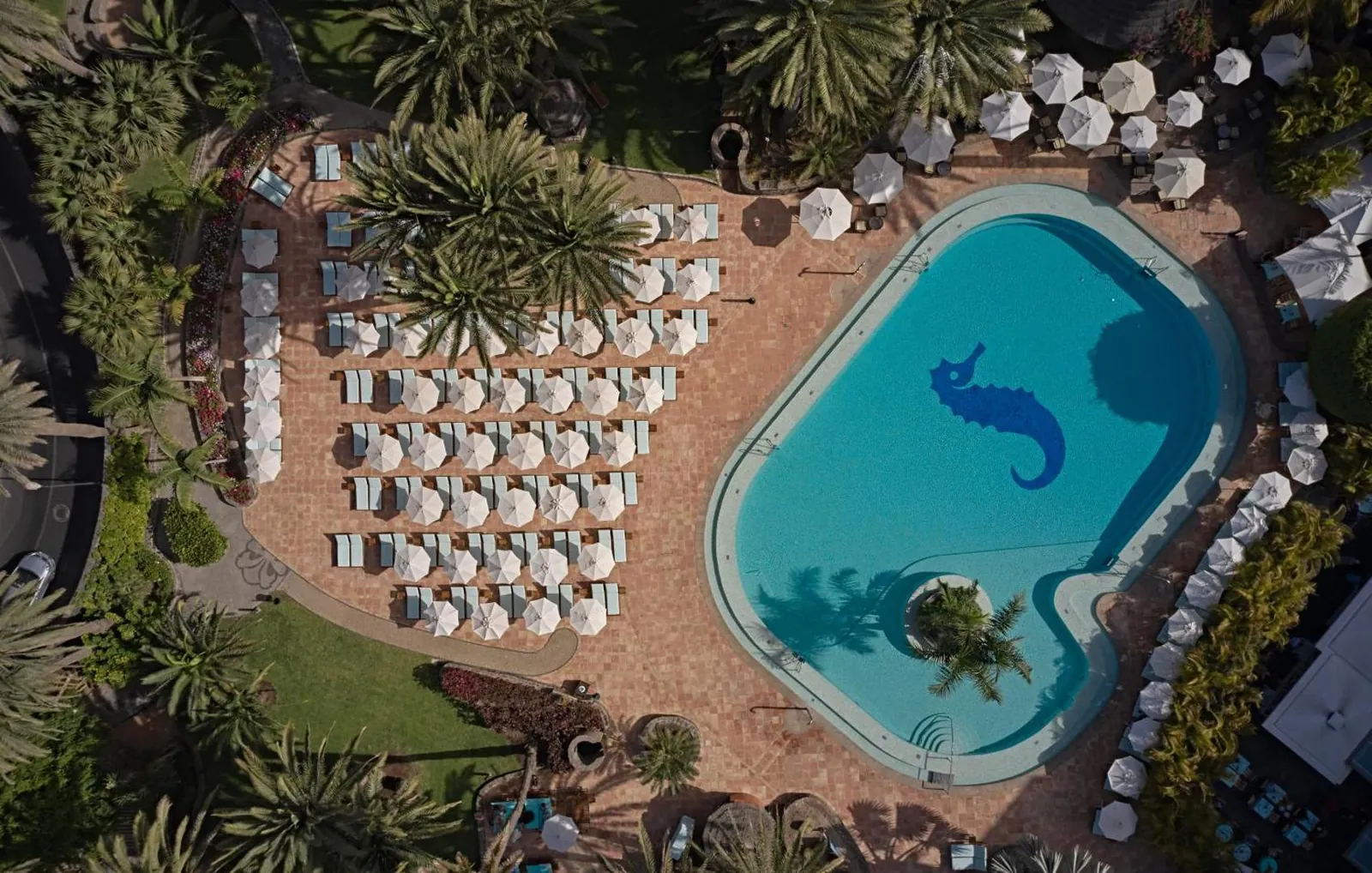 Aerial view of the main pool and rows of loungers among the palms